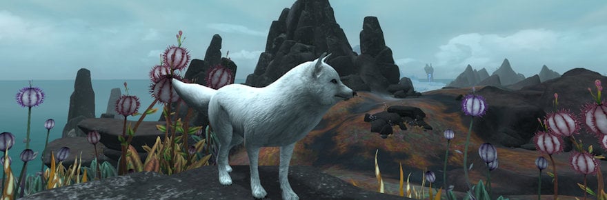 dog